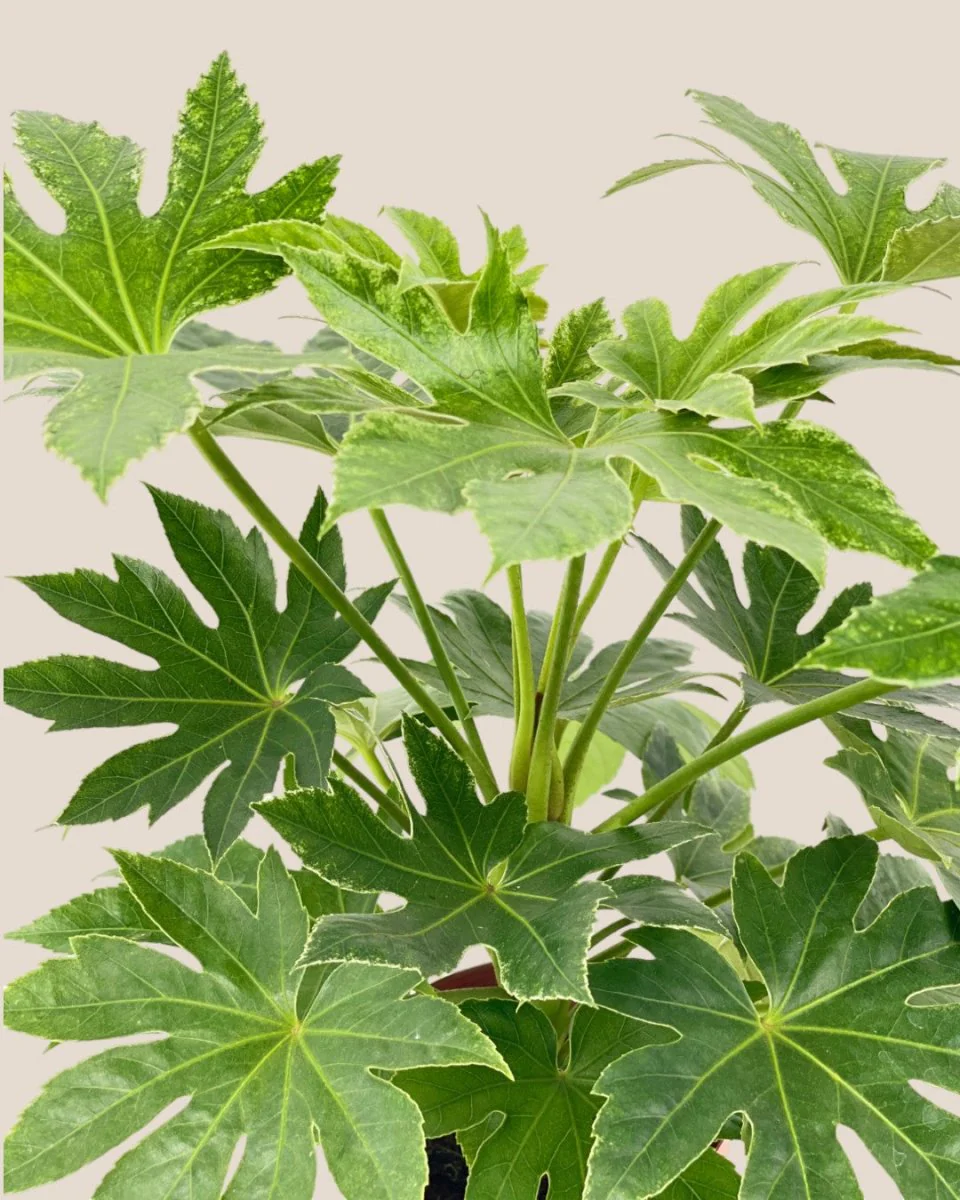 Fatsia Japonica Variegated - Image 5