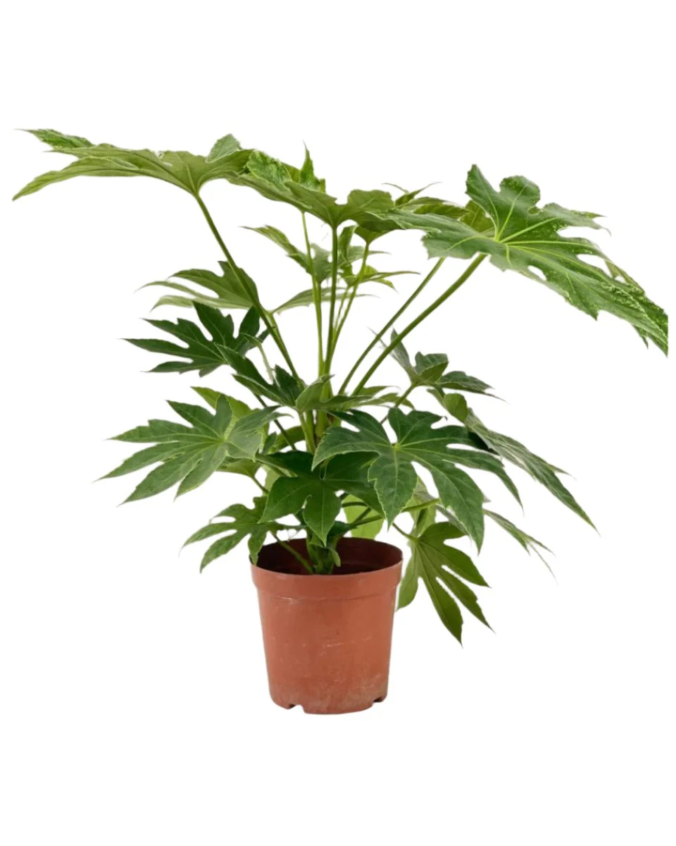 Fatsia Japonica Variegated - Image 6