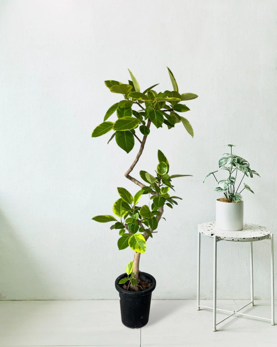 Ficus Altissima Bending - Image 3