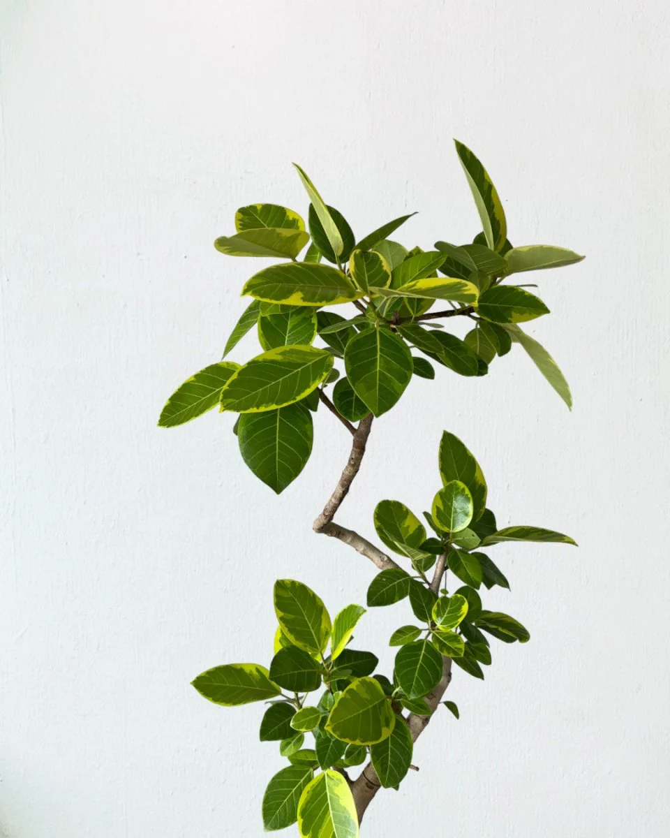 Ficus Altissima Bending - Image 4