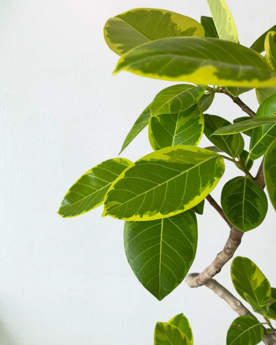 Ficus Altissima Bending - Image 5