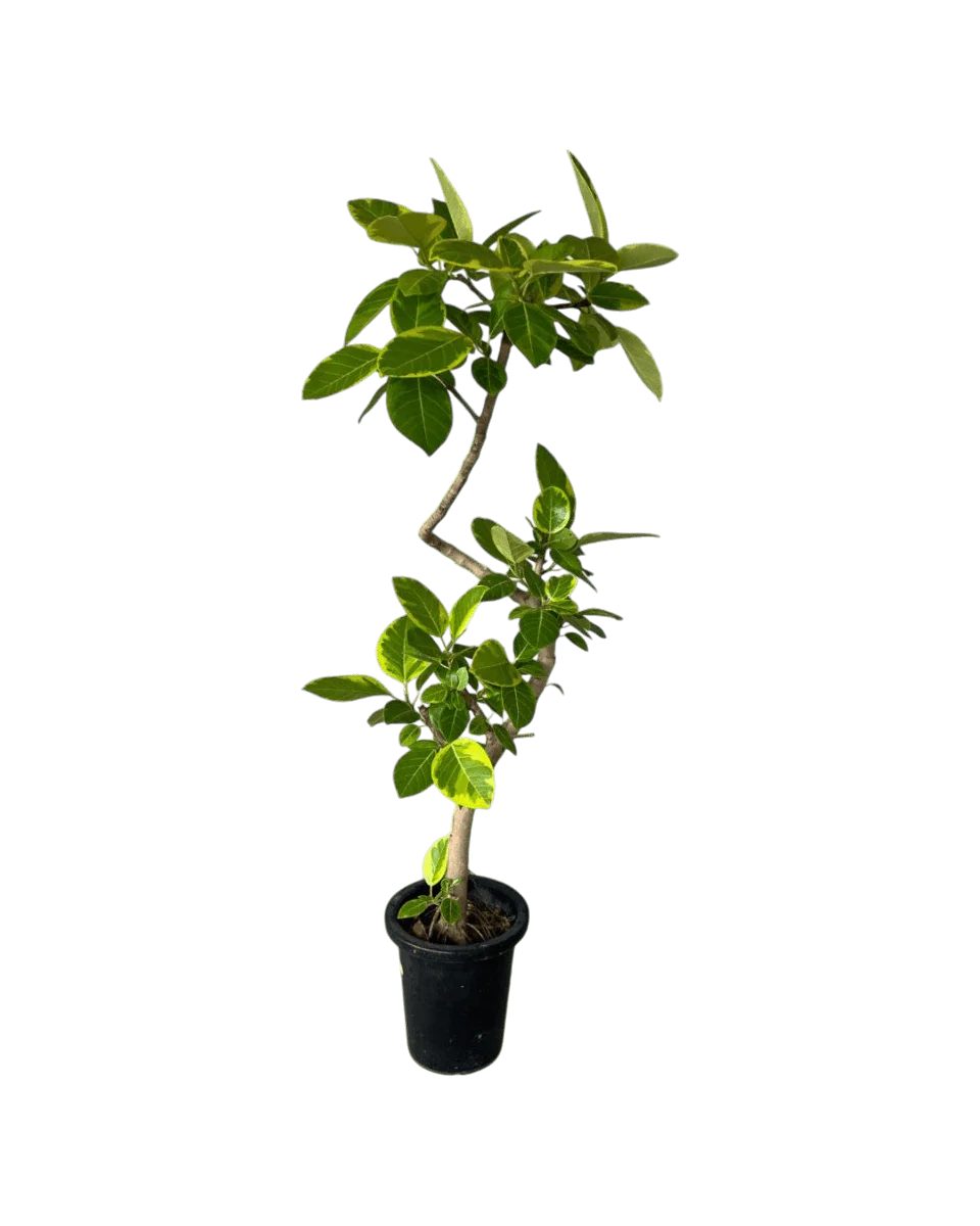 Ficus Altissima Bending - Image 6
