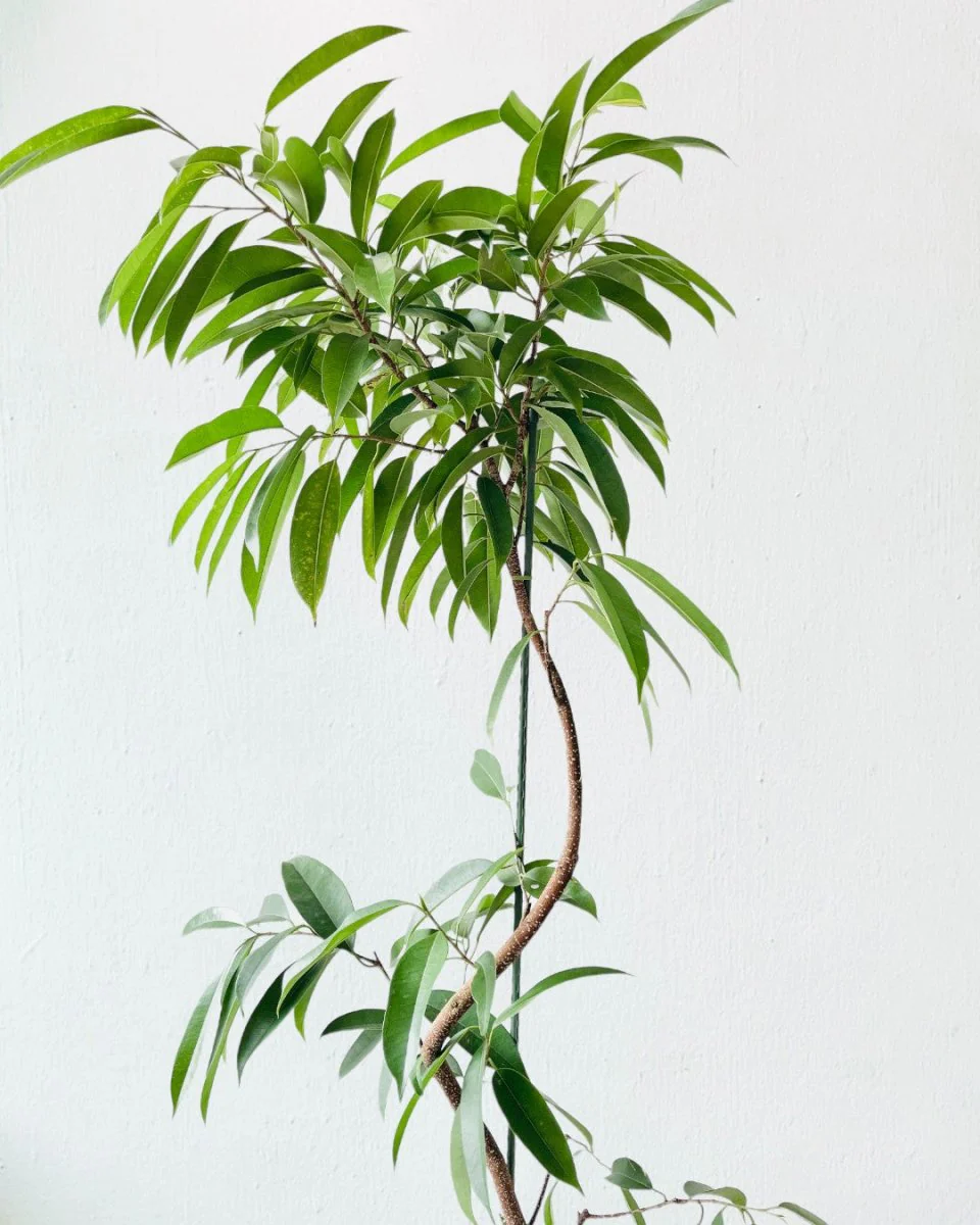 Ficus Amsterdam King - Image 3