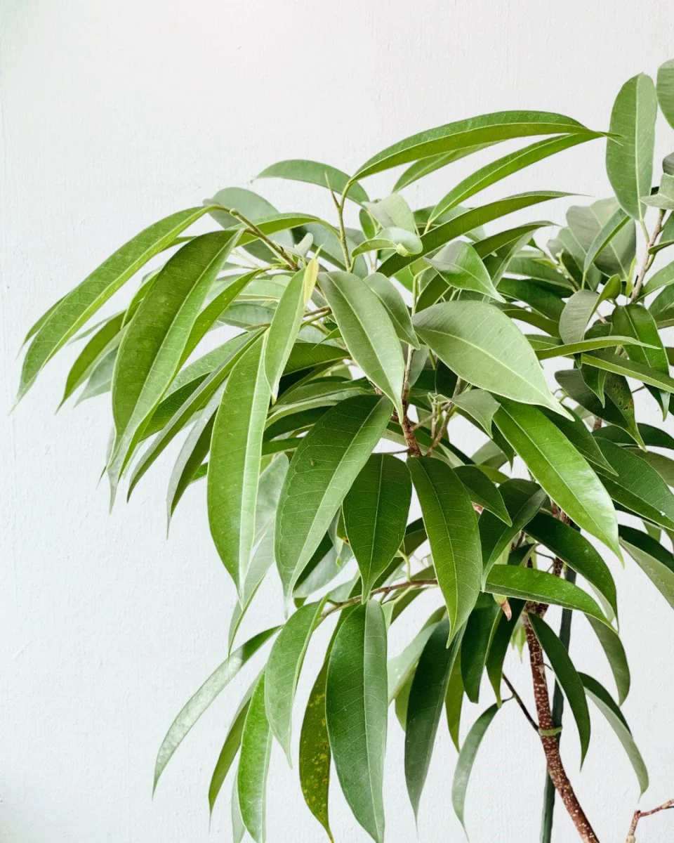 Ficus Amsterdam King - Image 4