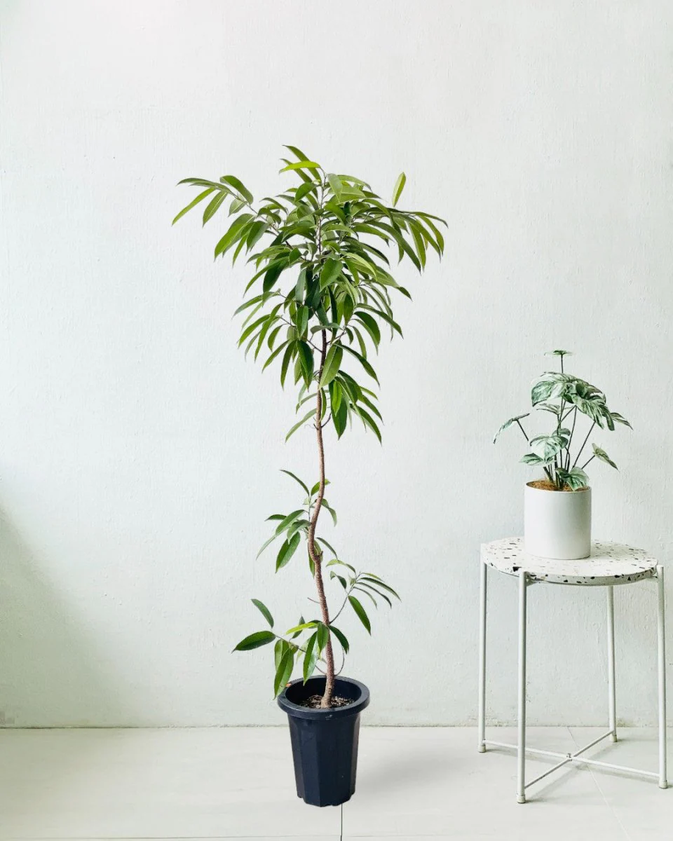 Ficus Amsterdam King - Image 5