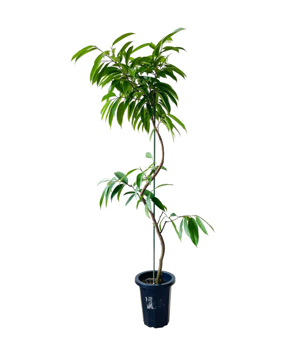 Ficus Amsterdam King - Image 6