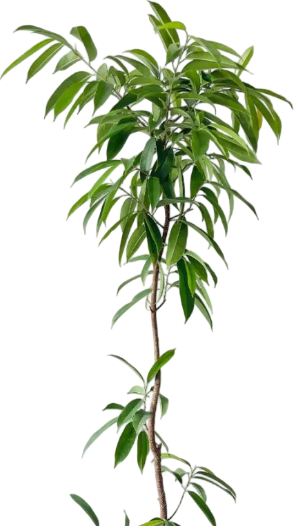 Ficus Amsterdam King - Image 7