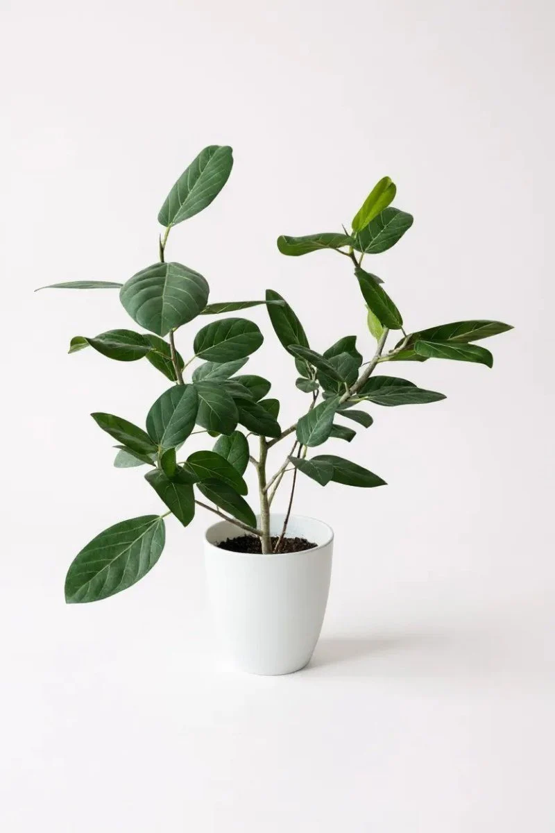 Ficus Audrey Benghalensis / Japanese Golden Leaf Fig - Image 4