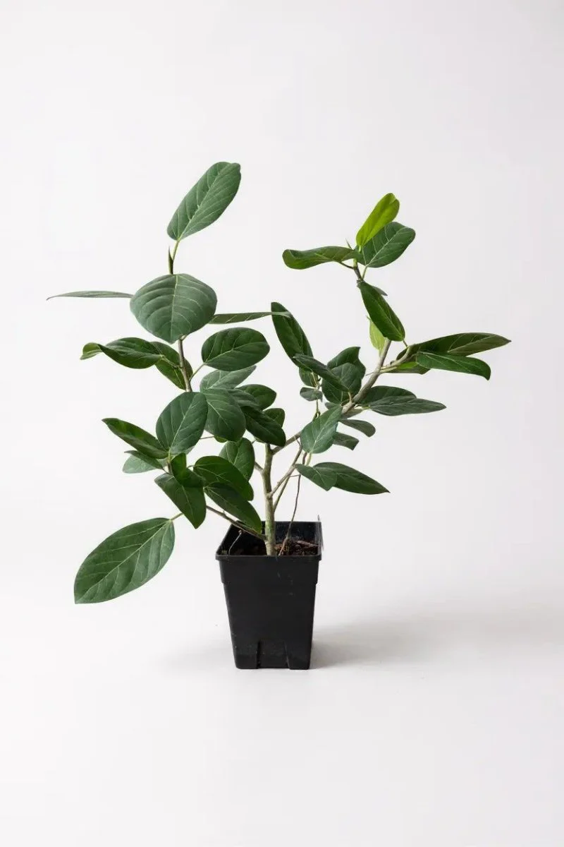Ficus Audrey Benghalensis / Japanese Golden Leaf Fig - Image 5