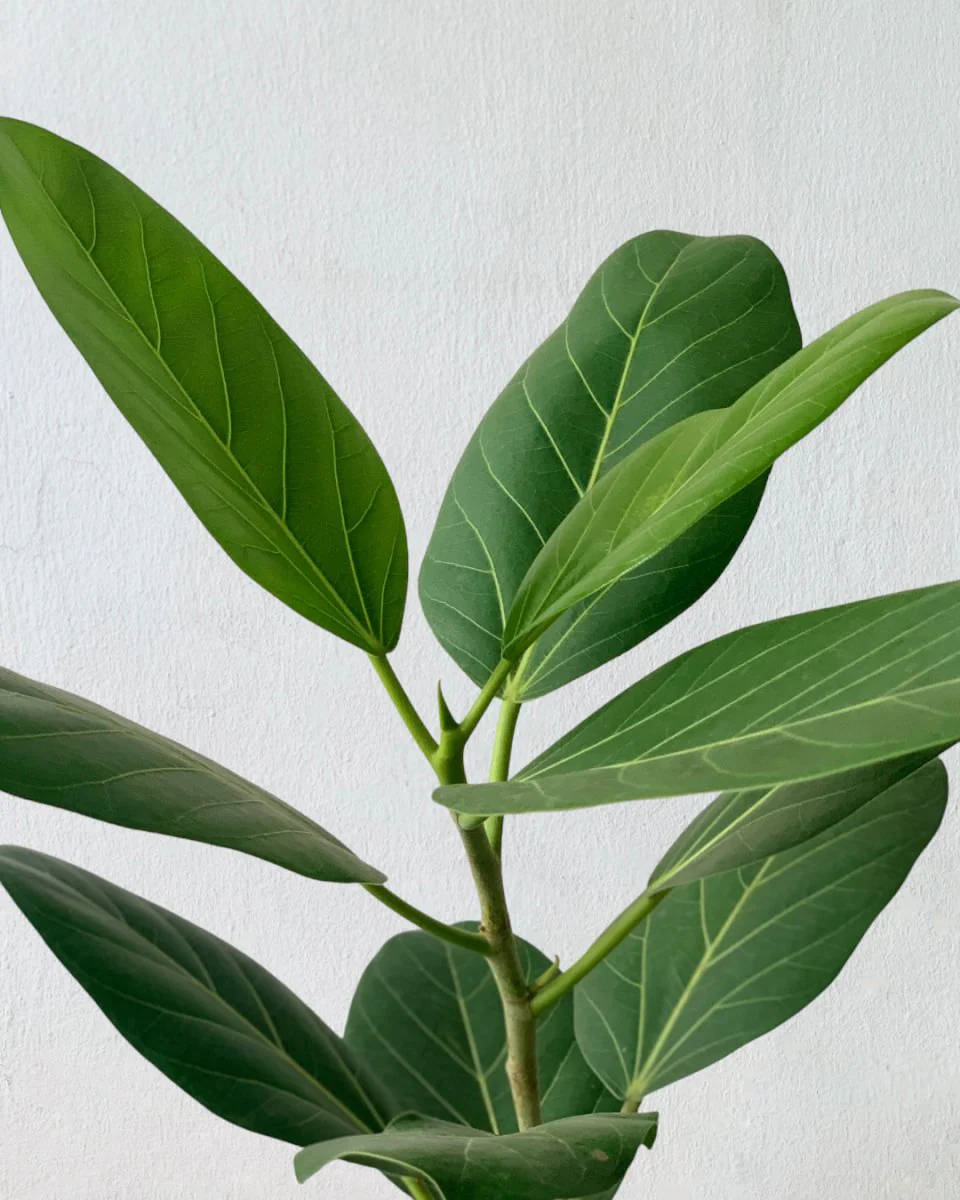 Ficus Audrey Benghalensis / Japanese Golden Leaf Fig - Image 6