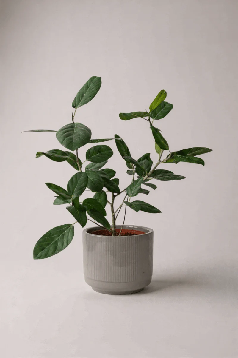 Ficus Audrey Benghalensis / Japanese Golden Leaf Fig - Image 7