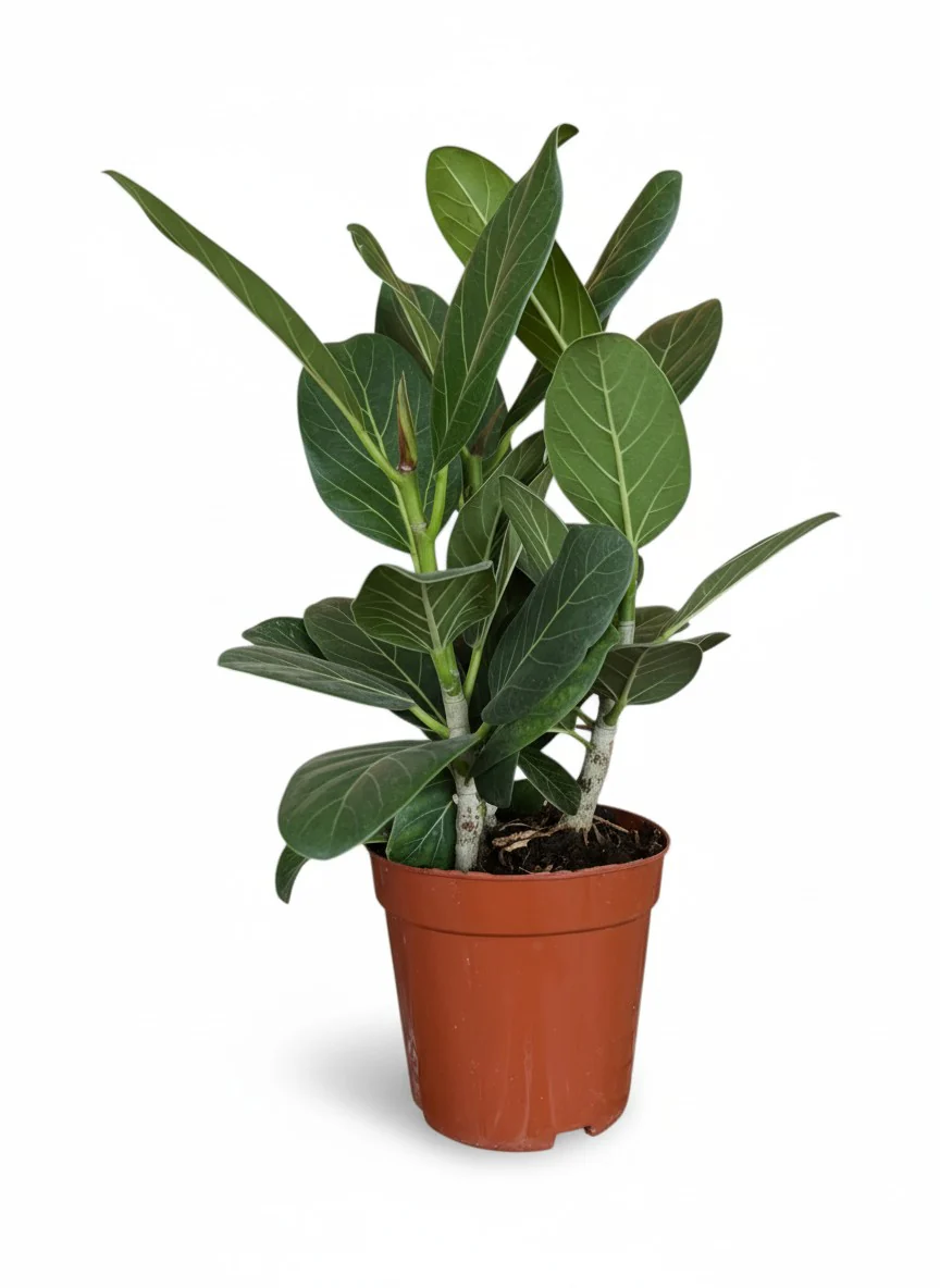Ficus Benghalensis ‘Audrey’ – Baby Multi Stem - Image 3