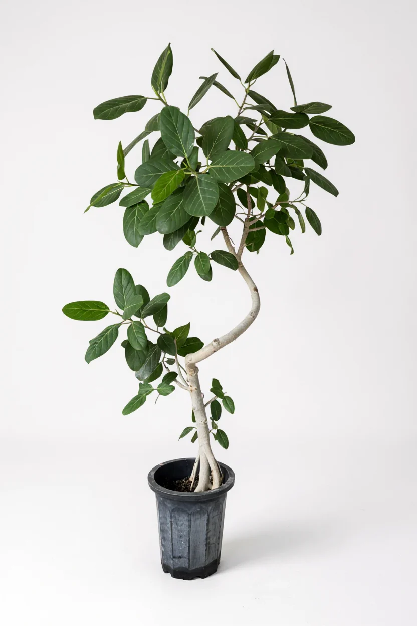 Ficus Benhalensis Audrey Bending Tall (Japan) - Image 4
