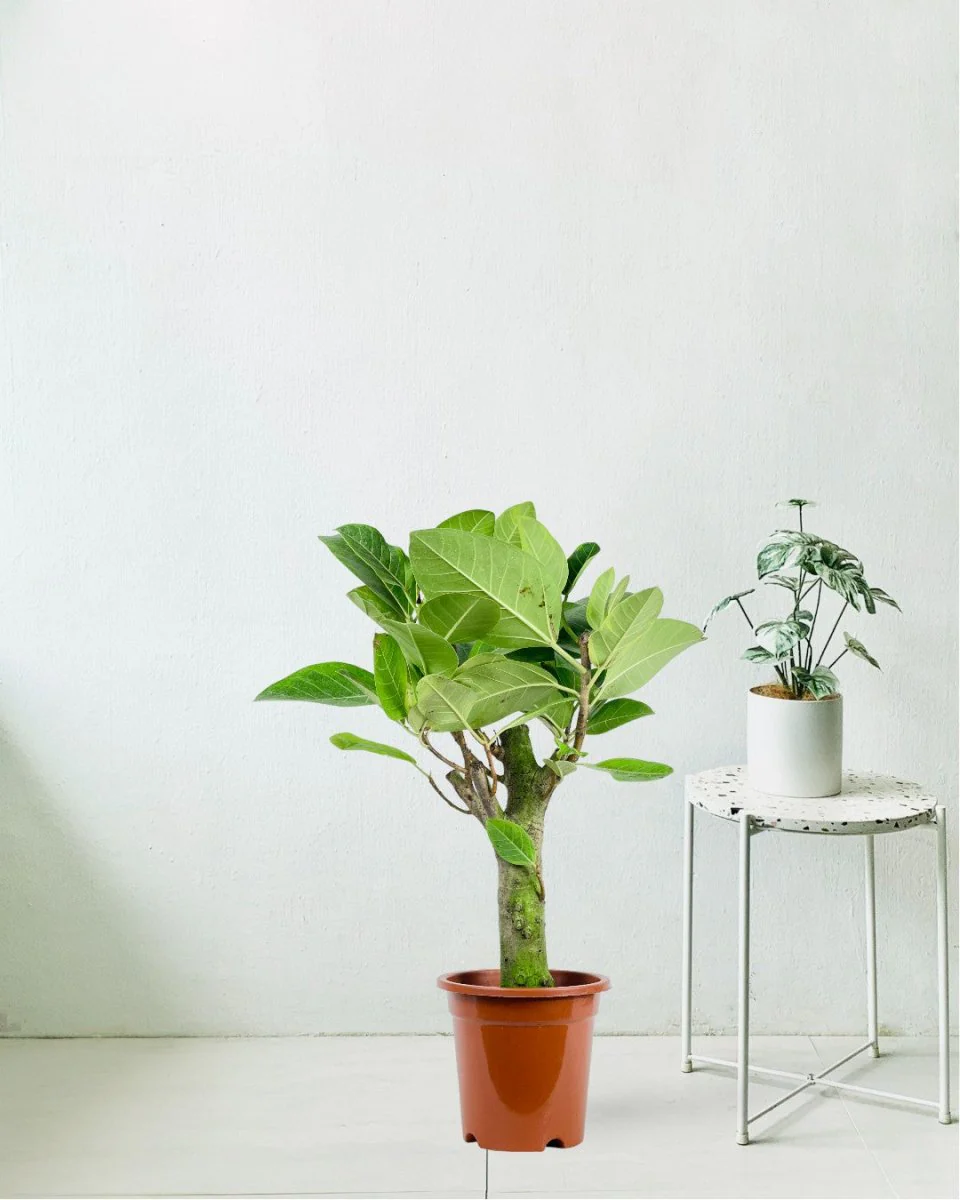 Ficus Elastica Lemon Lime - Image 10