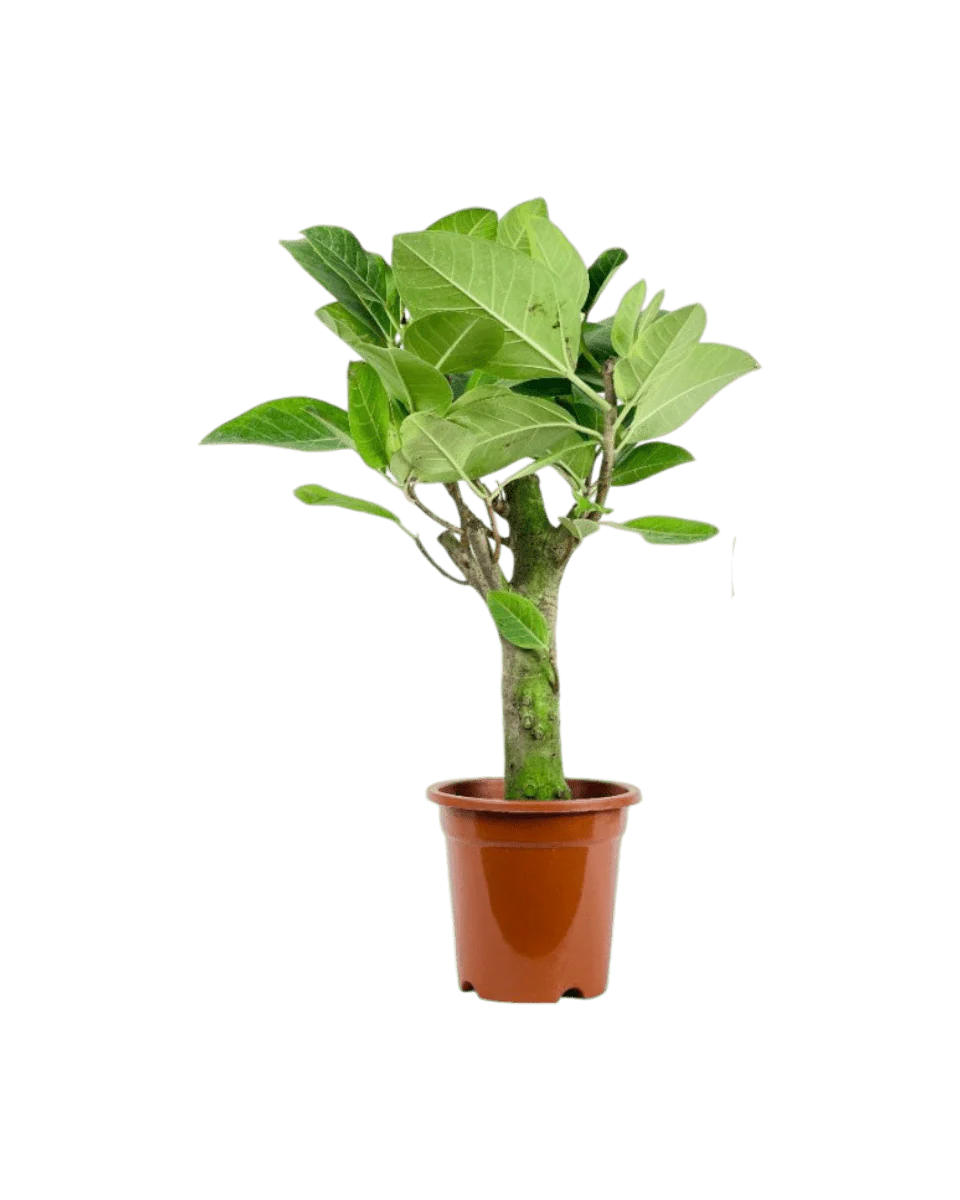 Ficus Elastica Lemon Lime - Image 11