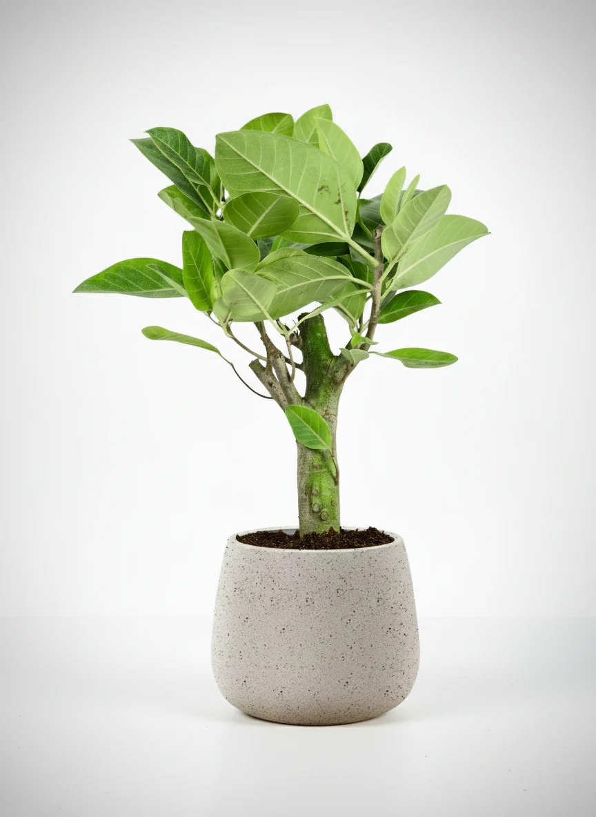 Ficus Elastica Lemon Lime - Image 5