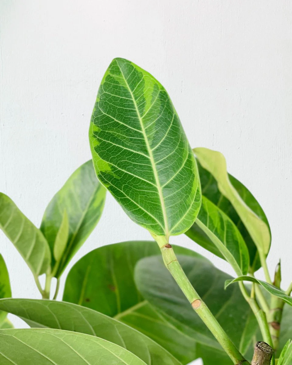 Ficus Elastica Lemon Lime - Image 7