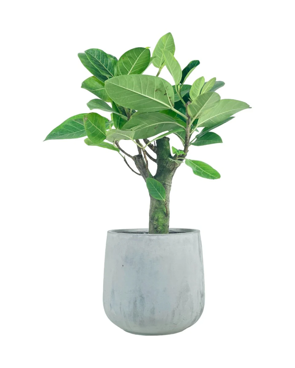 Ficus Elastica Lemon Lime - Image 8