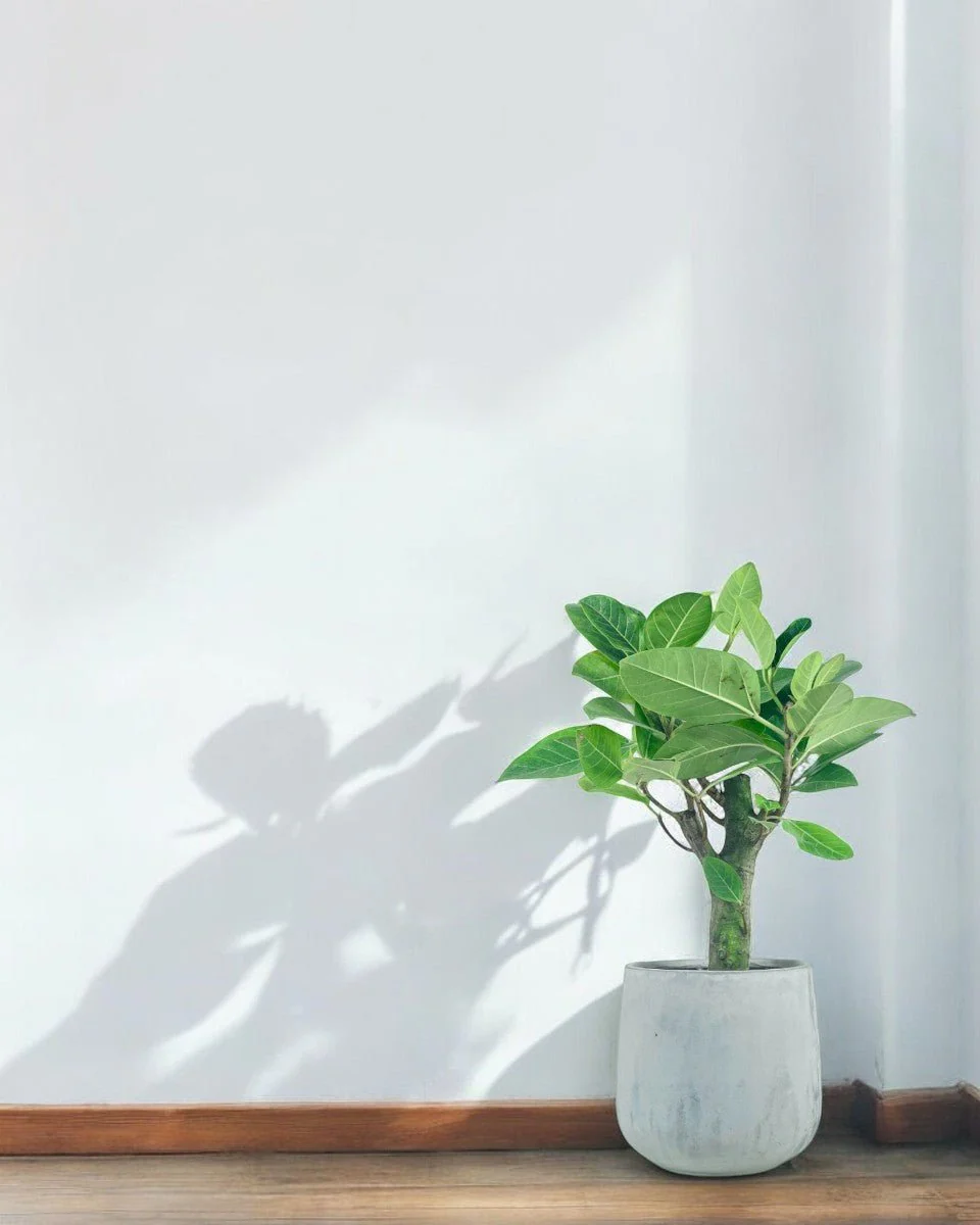 Ficus Elastica Lemon Lime - Image 9