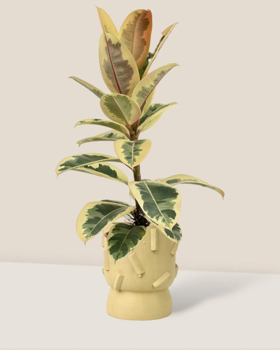 Ficus Elastica Tineke - Image 3