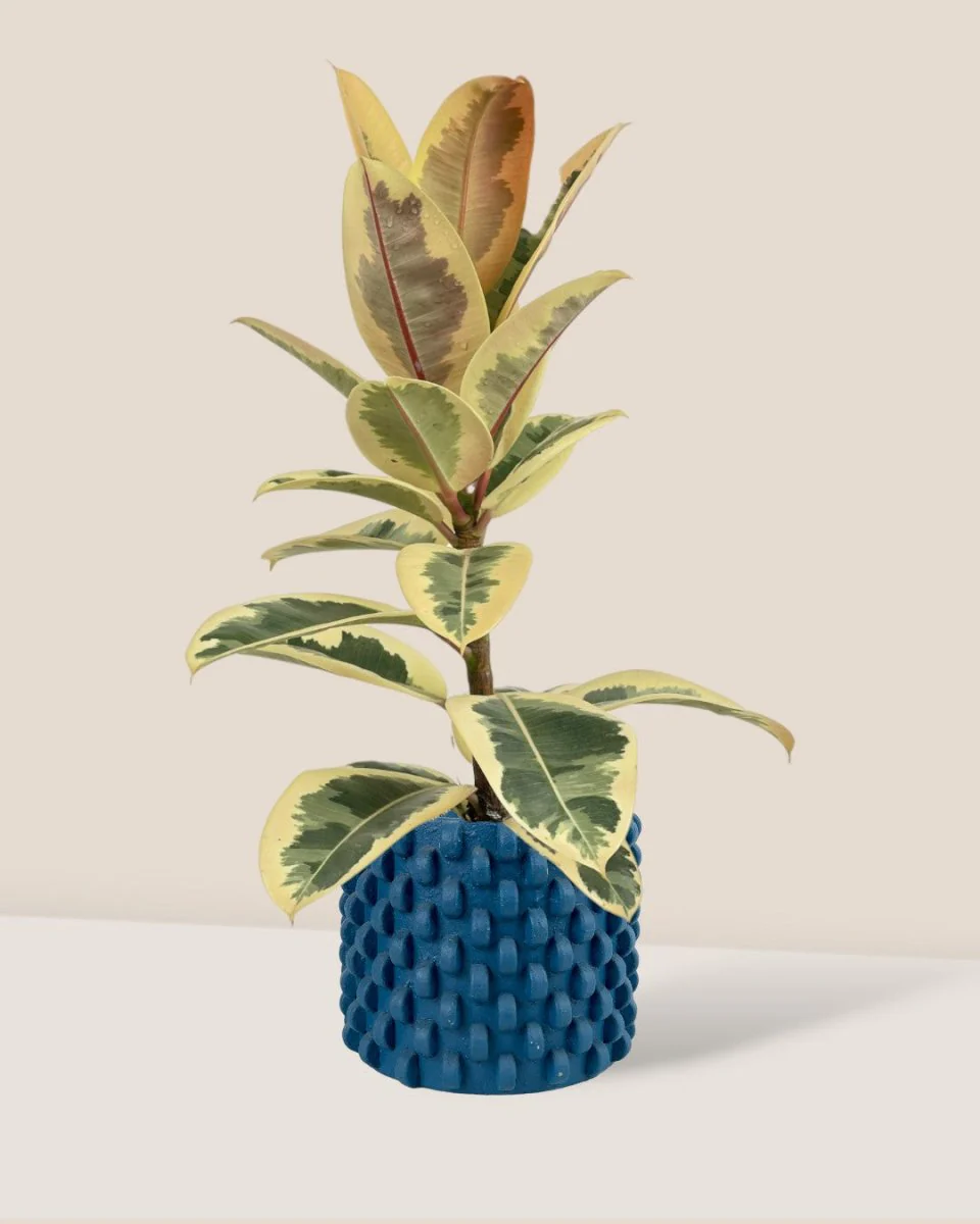 Ficus Elastica Tineke - Image 4