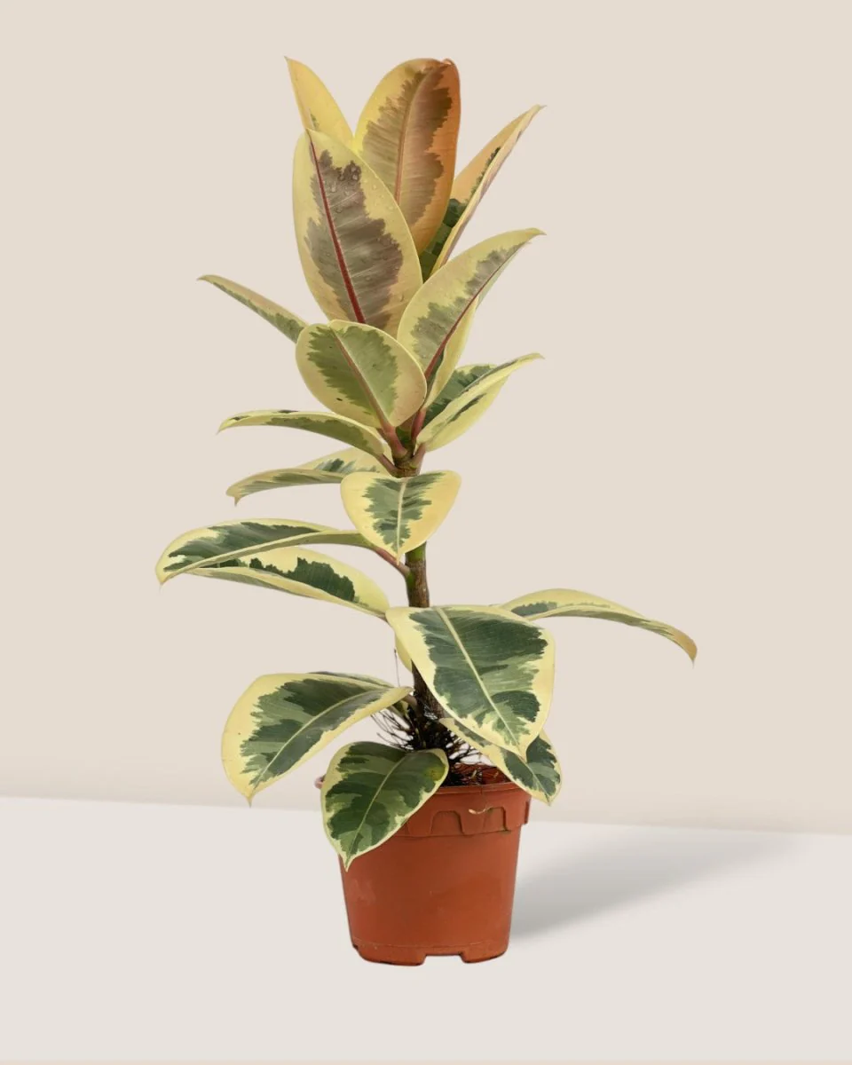 Ficus Elastica Tineke - Image 5