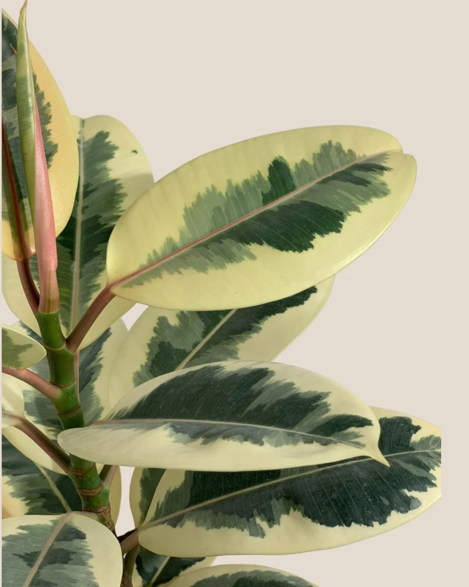 Ficus Elastica Tineke - Image 6