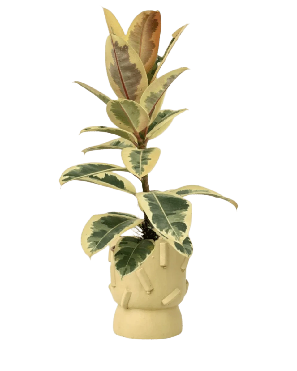 Ficus Elastica Tineke - Image 7