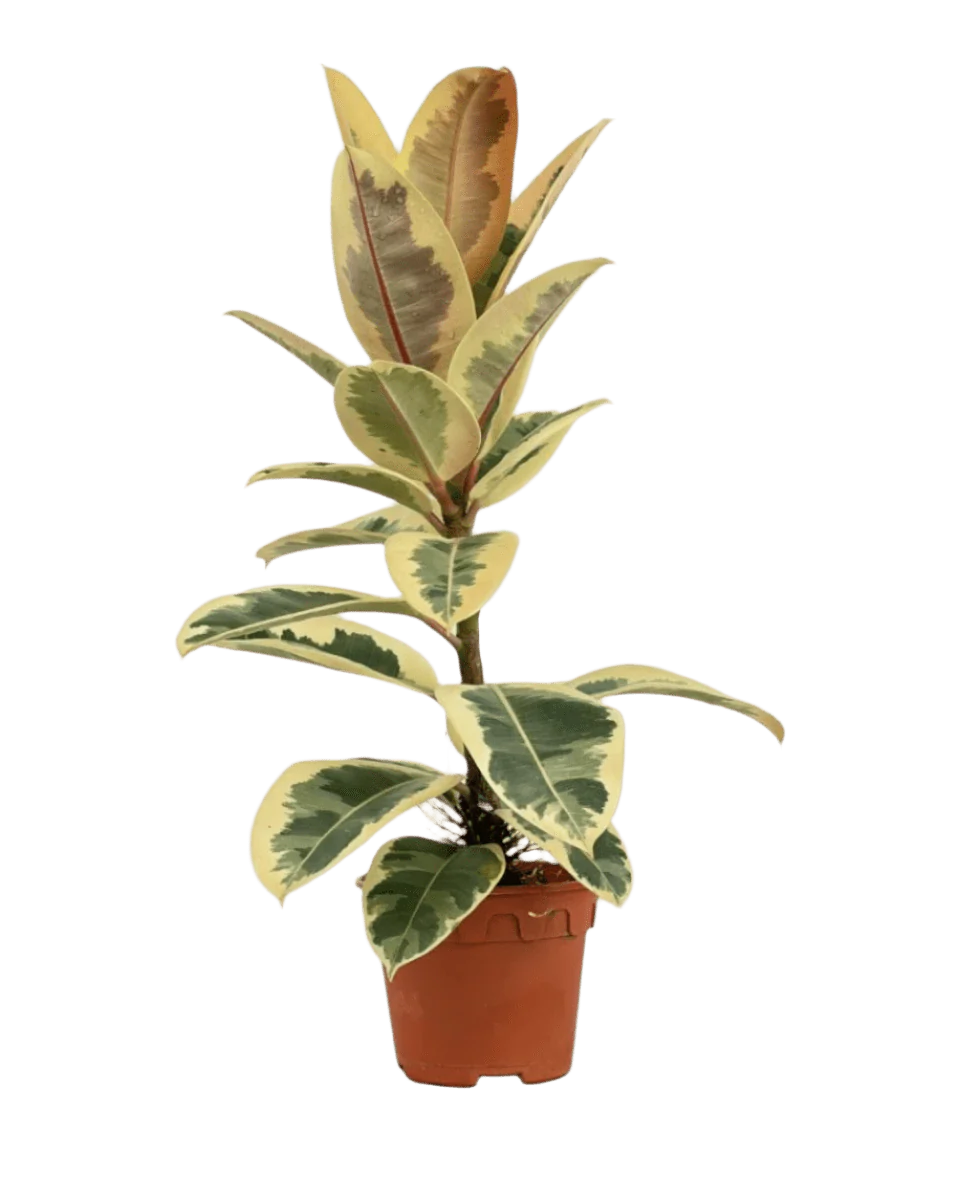 Ficus Elastica Tineke - Image 8