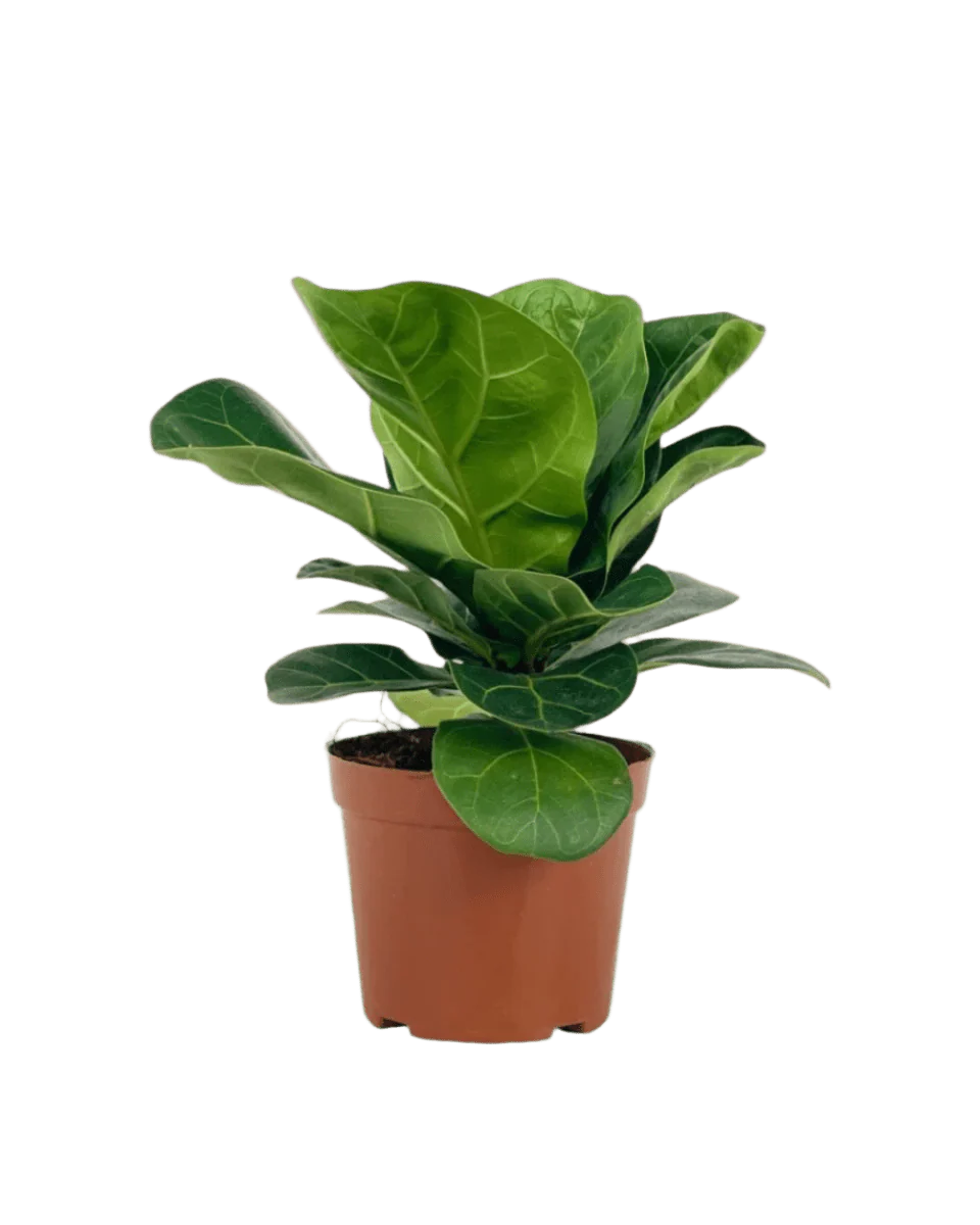 Baby Ficus Lyrata - Image 10