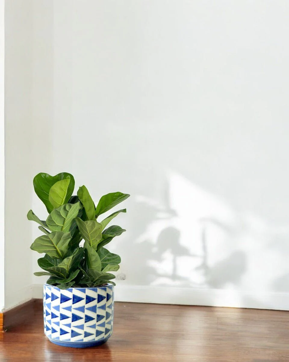 Ficus lyrata 3-in1 Plant - Image 10