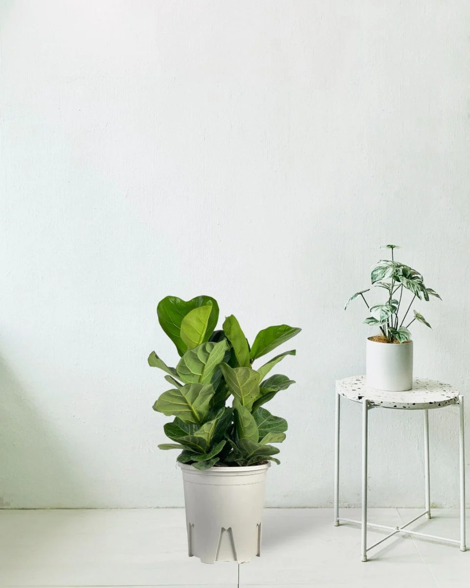 Ficus lyrata 3-in1 Plant - Image 11