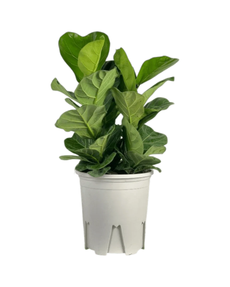 Ficus lyrata 3-in1 Plant - Image 12