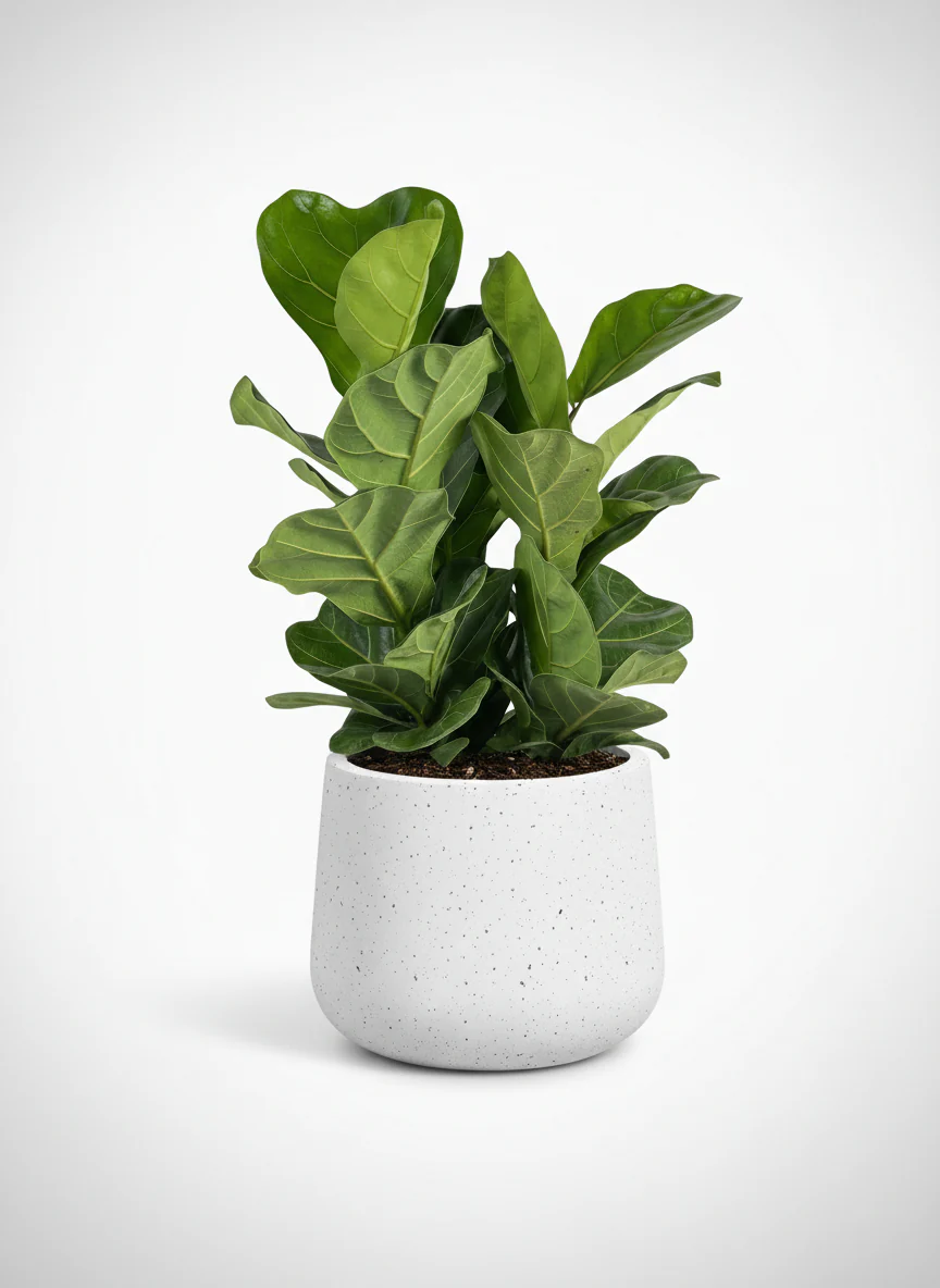 Ficus lyrata 3-in1 Plant - Image 6