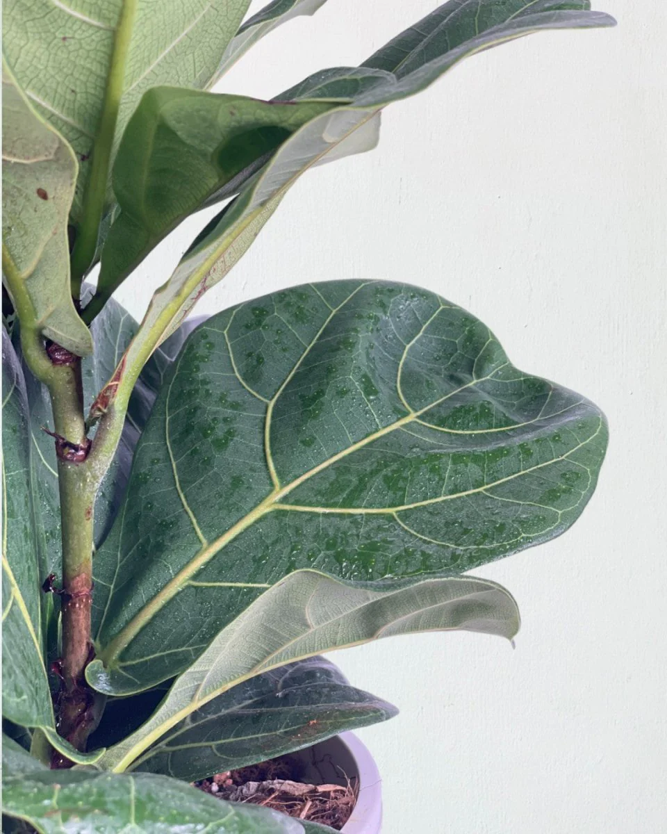 Ficus lyrata 3-in1 Plant - Image 8