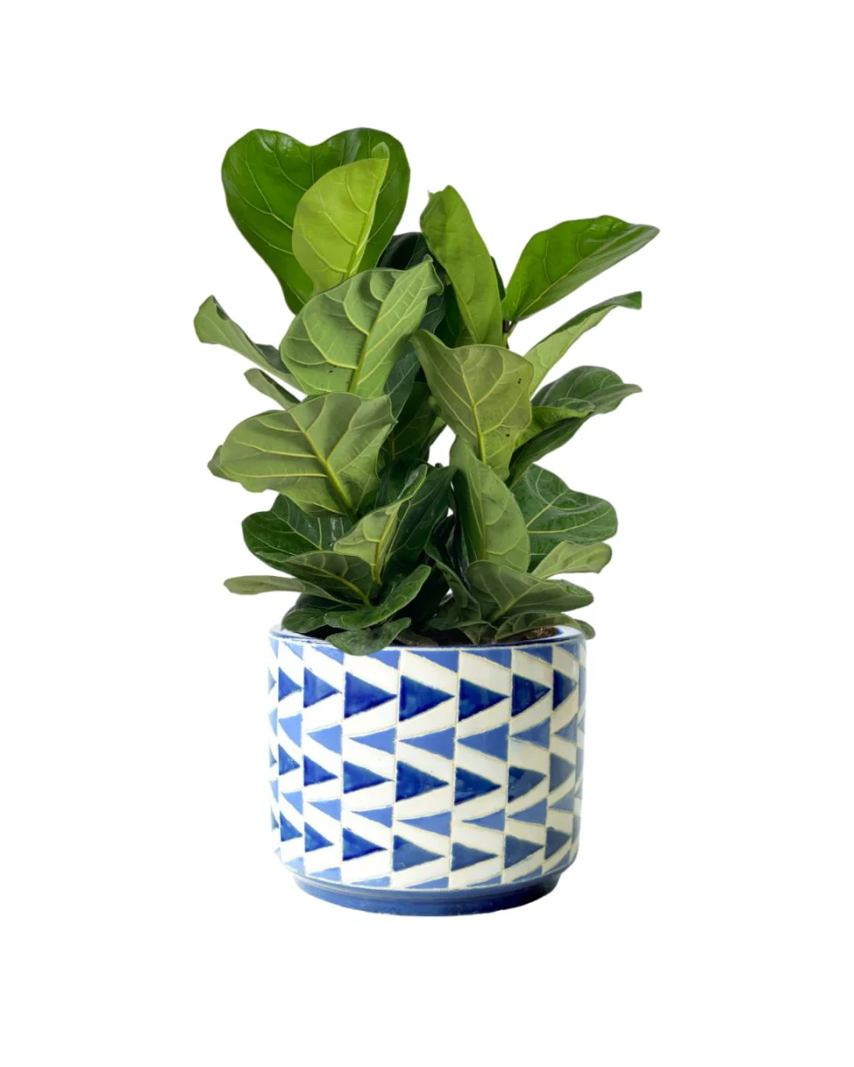Ficus lyrata 3-in1 Plant - Image 9