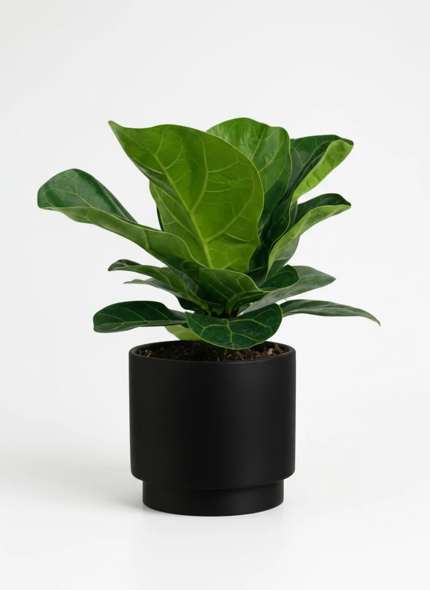 Baby Ficus Lyrata - Image 6
