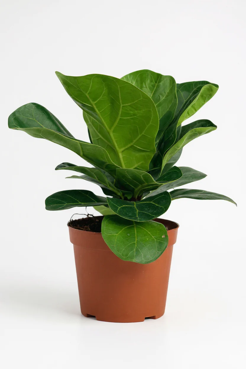 Baby Ficus Lyrata - Image 7