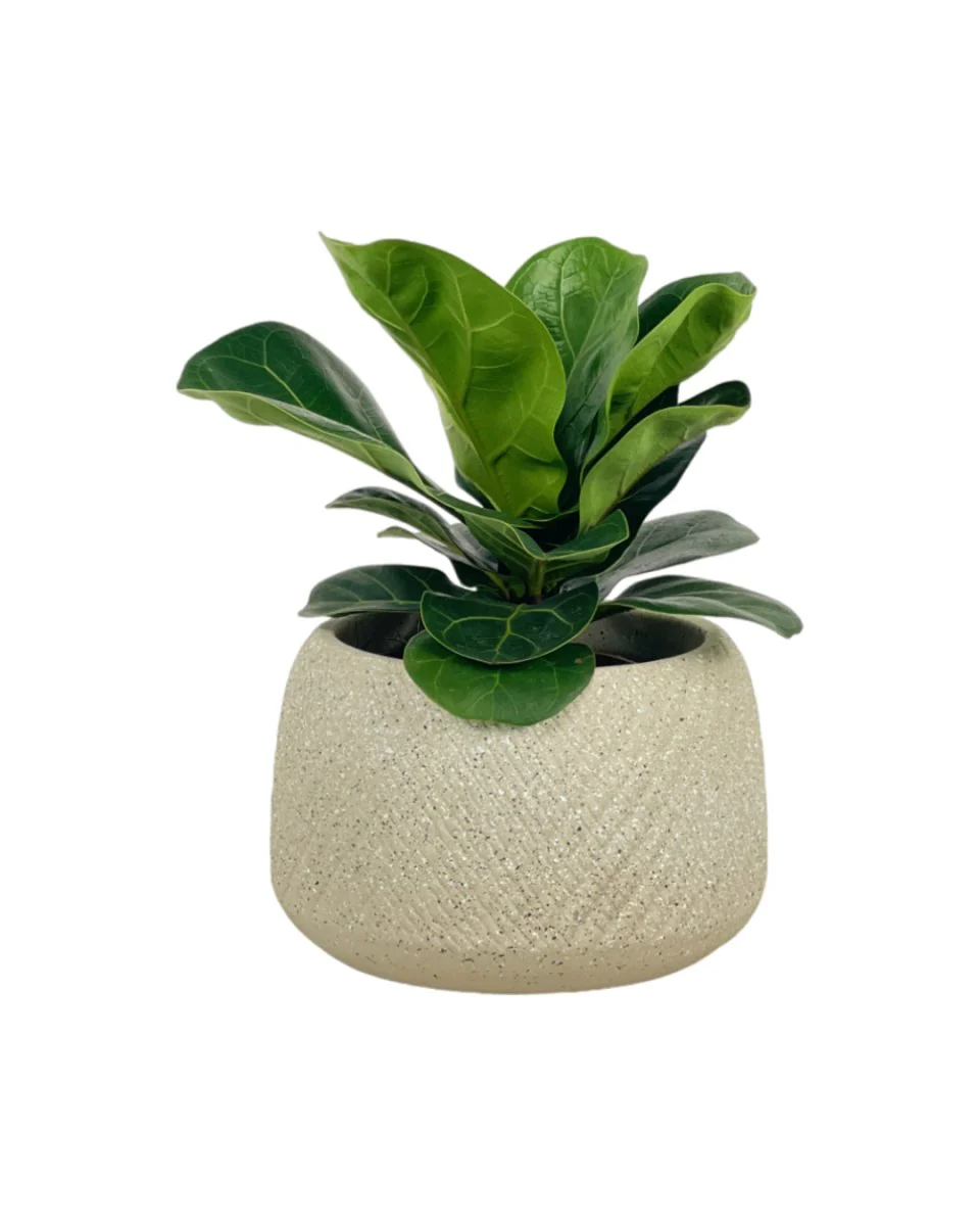 Baby Ficus Lyrata - Image 8