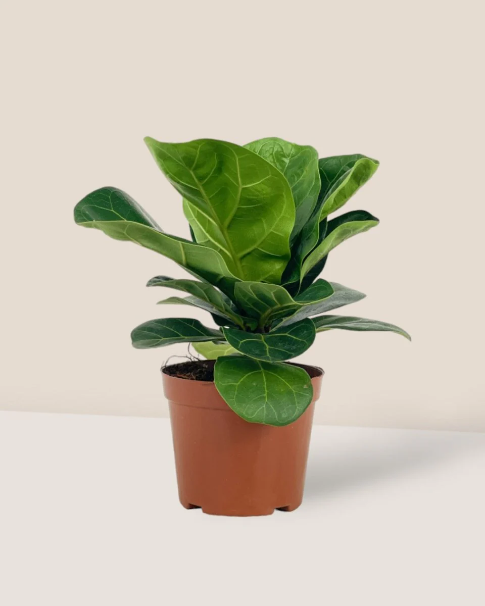 Baby Ficus Lyrata - Image 9