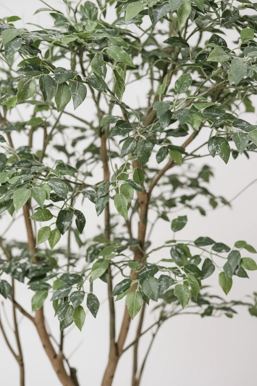 Ficus - Real-Trunk Artificial - Image 2