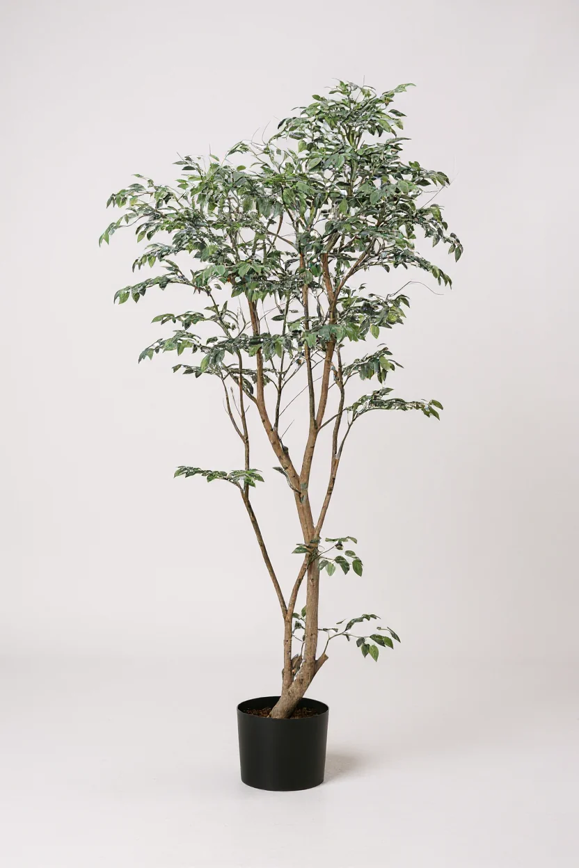 Ficus - Real-Trunk Artificial - Image 4