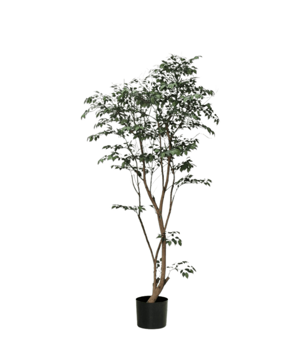 Ficus - Real-Trunk Artificial - Image 8