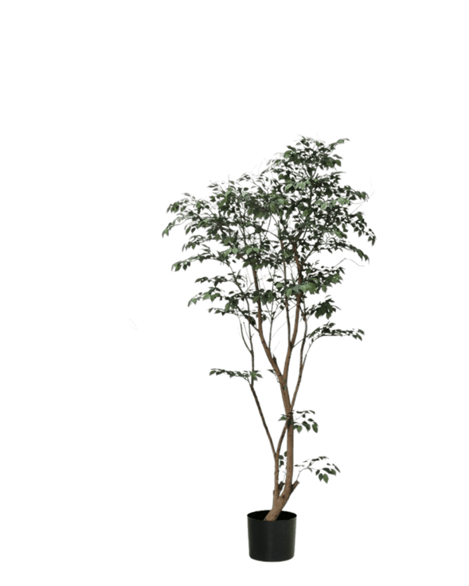 Ficus - Real-Trunk Artificial - Image 9