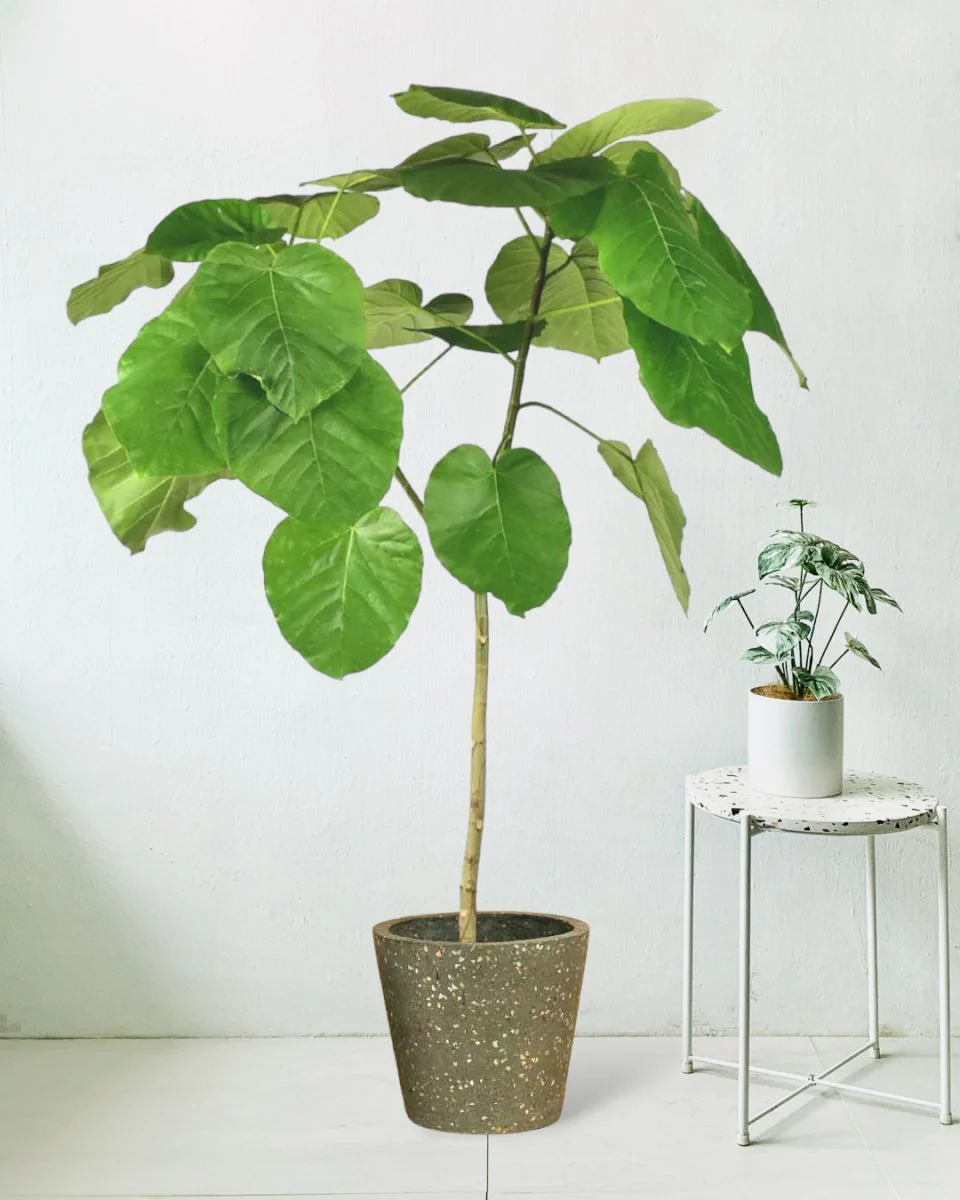 Ficus Umbellata Tree - Image 6