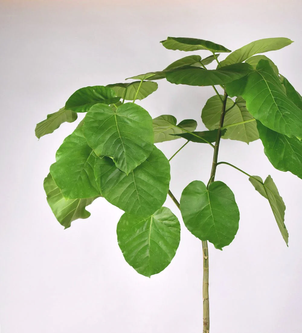 Ficus Umbellata Tree - Image 8