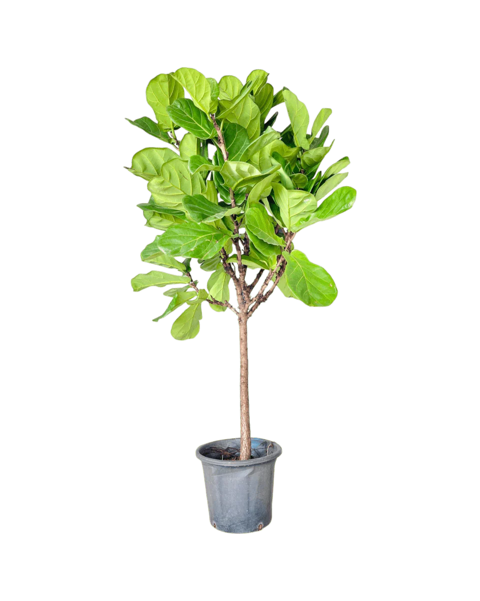 Ficus Lyrata 'Fiddle-leaf Fig' - Image 10