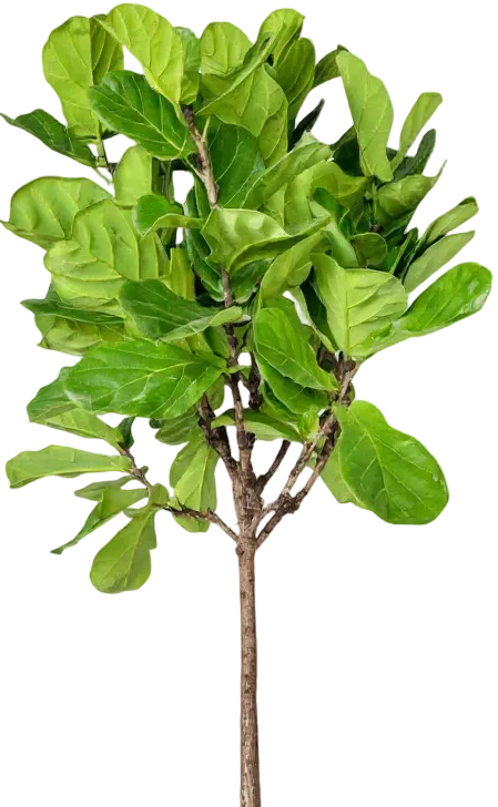 Ficus Lyrata 'Fiddle-leaf Fig' - Image 11