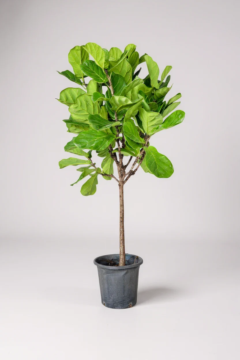 Ficus Lyrata 'Fiddle-leaf Fig' - Image 5