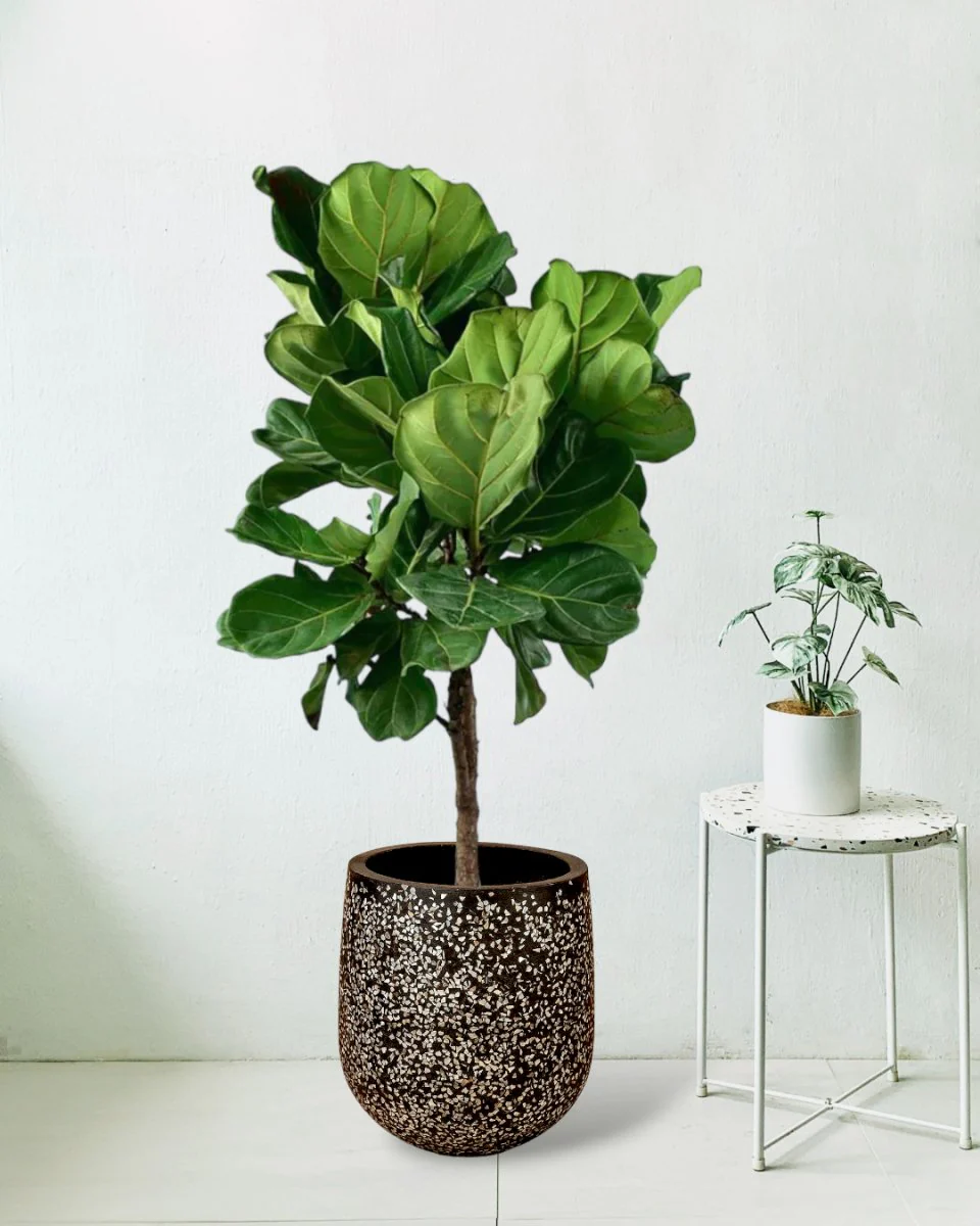 Ficus Lyrata 'Fiddle-leaf Fig' - Image 6
